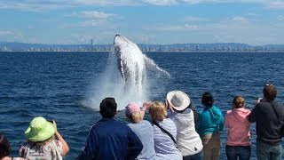 Gold Coast Whale Watching with Whale Watch Australia [upl. by Randene584]