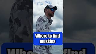 where to find muskies muskyfishing musky fishingtips [upl. by Akoyn519]