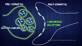 Toxicology of Acetylcholinesterase Inhibitors I  Neurotransmission [upl. by Laundes]