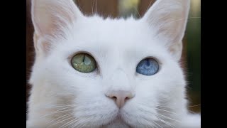 Amazing Super Loud Cat How do you know your cat is deaf Video 1 [upl. by Enaira625]