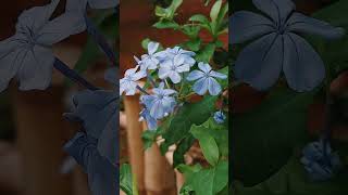 Plumbago auriculataCape leadwortNila ChitrakNila kodivelibutterflyparkshorts [upl. by Philipps]