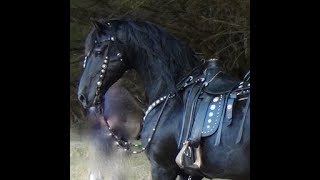 FRIESIAN HORSE  A Documentary about the Amazing Friesian Horse [upl. by Tacita630]