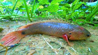 Rainy Day Fishing 2023 Finding and Catching Climbing Perch Fish in Reverse Water Ponds Rain Season [upl. by Selwyn776]