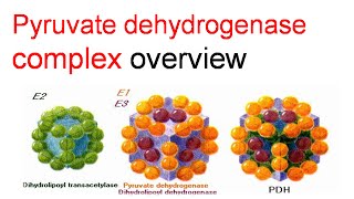 Pyruvate dehydrogenase complex overview [upl. by Eycats]