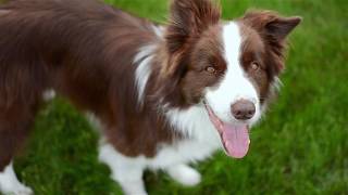 Border Collie Floyd amp incredible frisbee tricks [upl. by Ennirac]