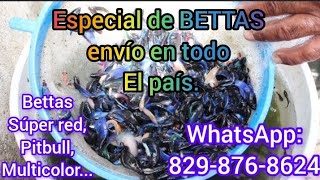 Hoy inicia el especial de los BETTAS [upl. by Aelegna]