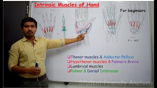 Anatomy of Intrinsic muscles of the hand  made easy for beginners [upl. by Weber]