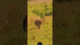 Leopard wildlife shortsfeed viralvideo wildlife [upl. by Atihcnoc]