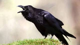 The Raven Himself is Hoarse Analysis  Macbeth Act 1 Scene 5 [upl. by Ceevah]