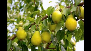 Im HR Obstbaum düngen im Herbst MIT Rabattaktion [upl. by Loretta]