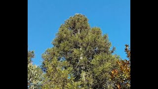 Growing Cryptomeria from seed  Sugi [upl. by Edelson]