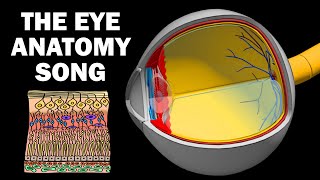 THE EYE ANATOMY SONG [upl. by Critchfield]