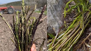 Yabani KuşkonmazTilkişenTilki KuyruğuSarmaşık Otu Asparagus acutifolius  İzmir [upl. by Attennaj]