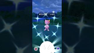 Shiny ✨ Sneasel Catch in Pokemon go shorts pokemongo shiny shortsfeed [upl. by Ithsav]