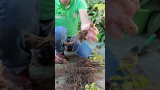 نتائج زراعة الجهنمية من العُقل Growing Bougainvillea from Cuttings الجهنمية bougainvillea [upl. by Forland]