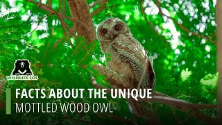 Facts About The Unique Mottled Wood Owl [upl. by Nottirb]