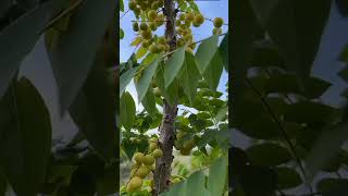 Gooseberry Tree  Grossularia in Thailand gooseberry grossularia tree shorts short [upl. by Llireva421]