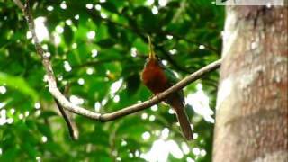 Yellowbilled Jacamar  Galbula albirostris  wwwcolombiabirdingcom [upl. by Cicely363]