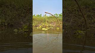 wow Incredible Hook Trap Fishing in Beel pond water hooktrapfishing catchfish fishing shorts [upl. by Blynn]