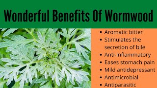 Wormwood Benefits [upl. by Ellehcer959]