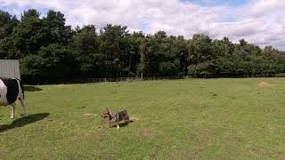 Swedish Vallhund Ursa avoiding a kick from a cow [upl. by Anesusa360]