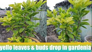 How to cure yellow leaves and bud drop in gardenia [upl. by Llerdnam]