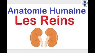 Anatomie des Reins Histologie du glomerule renale des cours sur le corps humain [upl. by Josias]