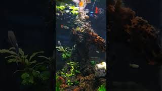 Nano Tank Aquascape shorts [upl. by Allesig]