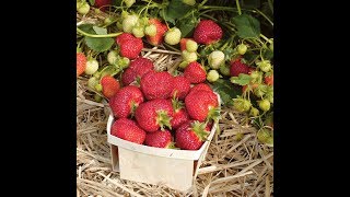 Update on my Honeoye Strawberry Plants [upl. by Akili494]