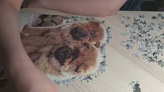 Castorland Puzzle Timelapse ChowChow Puppies [upl. by Mears582]