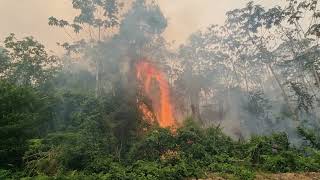 Heróis do fogo a luta dos brigadistas na Amazônia [upl. by Everara289]