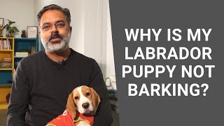 Why is my Labrador puppy not barking  Frequently Asked Questions [upl. by Zebulon]