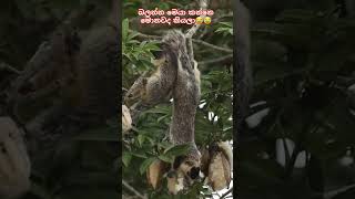 Giantsquirrel 😍😍wildsrilanka animals srilankanwildlife youtubeshort 2024 tiktok wildlife [upl. by Olyhs876]