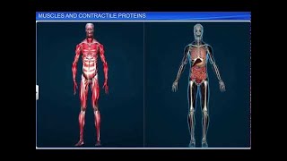 CBSE Class 11 Biology  Muscles and Contractile Proteins [upl. by Rednal]