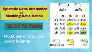 epistatic gene interaction  masking gene action conceptualgeneticsandbreeding [upl. by Lindner]