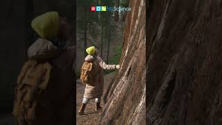 Giant Sequoias shorts ngscience [upl. by Seow]