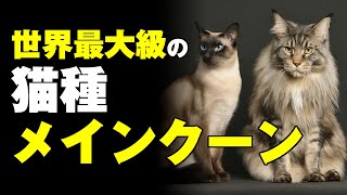 世界最大級の猫種メインクーン 動物 画像生成AI 謎 [upl. by Atinhoj]