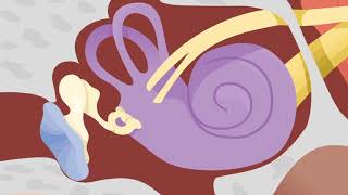 How the Ears Work  Nemours KidsHealth [upl. by Amak]