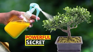 UNEXPECTEDLY THE MOST POWERFUL ORGANIC PESTICIDE FORMULA  Insecticidal Soap Salts  A Secret Recipe [upl. by Airdnoed]