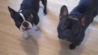 Boston Terrier Oreo amp French Bulldog Luka [upl. by Darraj460]