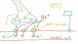 Nervous system graded potentialspart 23 [upl. by Ahsyek]