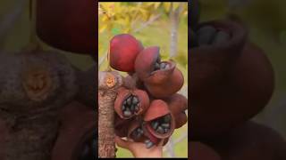 Java Olive fruit harvesting sterculia foetida image satisfying shortvideo [upl. by Nagiam766]