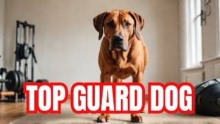 The Ultimate Guard Dog for Protection Rhodesian Ridgeback Meet and Greet  Dog Training [upl. by Enitselec616]