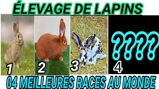 TOP 04 DES MEILLEURES RACES DE LAPINS AU MONDE [upl. by Drolyag]