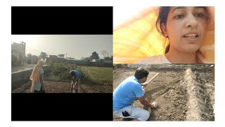 ਰਲ ਮਿਲ ਕੇ ਲਾਈ ਲਸਣ।। Punjabi video by Khetan di sardari vlogs ।। [upl. by Landmeier574]