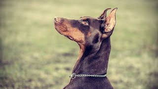 Discover the Amazing Coat Colors of Doberman Pinschers [upl. by Heurlin]