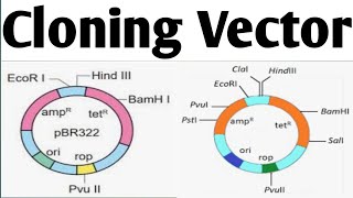 Cloning Vectors Biotechnology Unit 2 B Pharm 6 Sem cloningvector [upl. by Lannie]