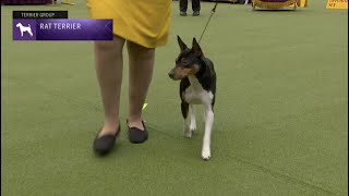 Rat Terriers  Breed Judging 2023 [upl. by Publea]