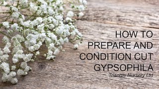 How to Care for Gypsophila  Wholesale Flowers and Academy  Triangle Nursery [upl. by Adniralc]