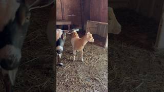 Love the colors of our baby goat subscribe [upl. by Ecnaiva]